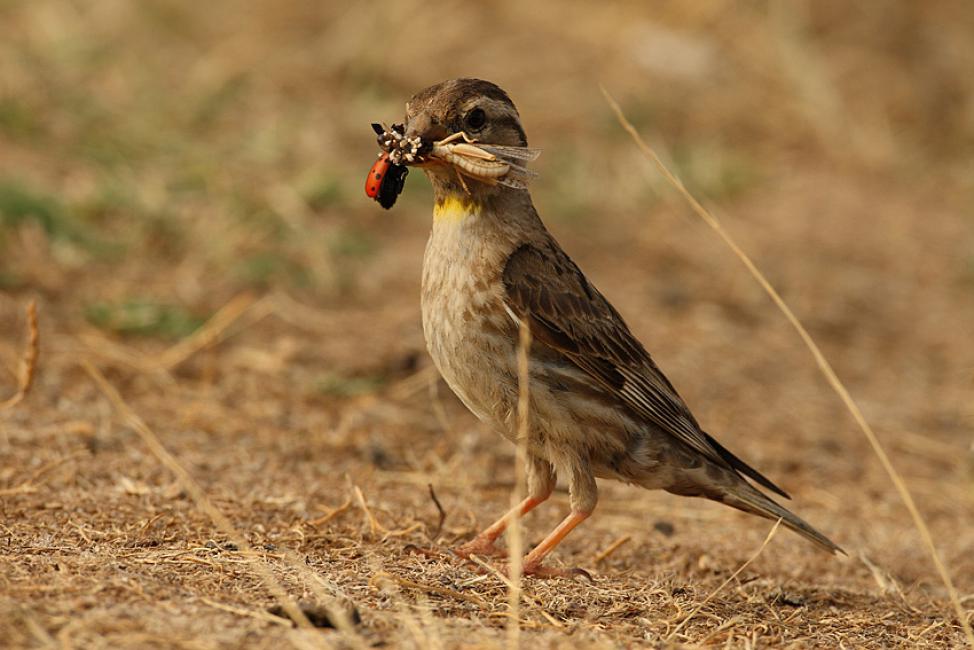 Efectivos cazadores